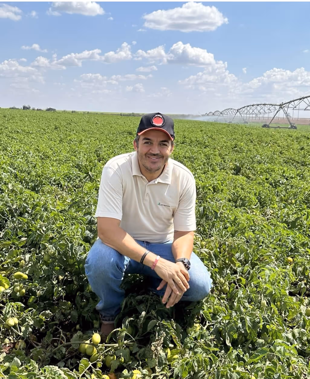 Lucas na lavoura de tomate