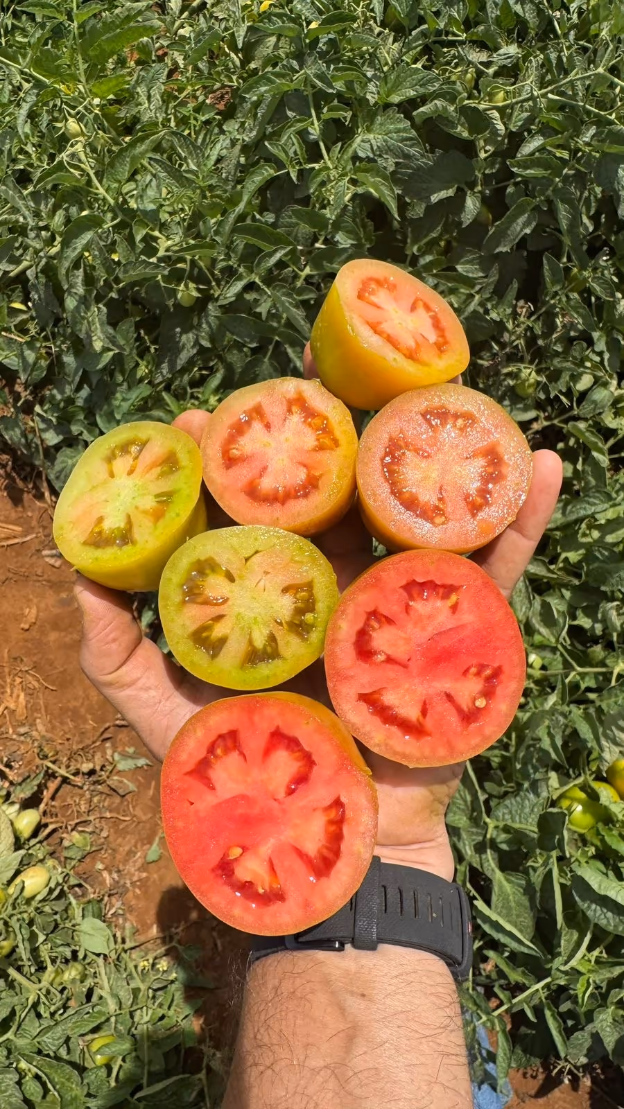 Tomate na mão